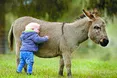 Кінська сила сільського... ослика