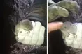 Окопний Мікі Маус