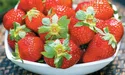 Полуниця – для здоров’я і свіжості личка