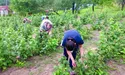 Малинові гривні