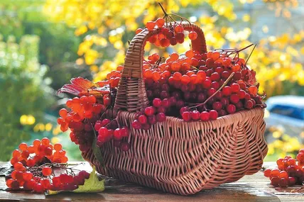 Калина
