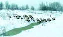 У снігопади лелекам потрібен спокій!