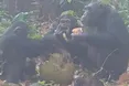 Шимпанзе їли фрукти з «алкоголем»