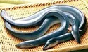 Шведському прем'єру наробили клопоту морські вугрі