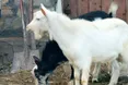 Домашні кози… привіталися по-християнськи