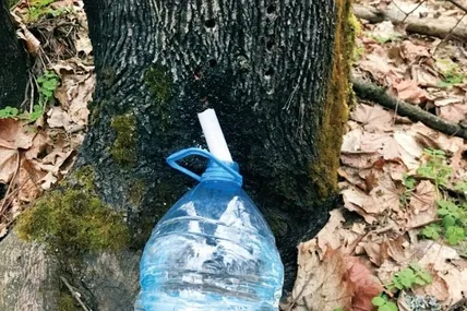 Перед збиранням соку не забудьте запитати дозволу у лісників, а по завершенні сокозбору – закрити отвори глиною. Фото із соціальних мереж