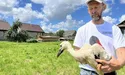 Лелеки забирають зі собою літо…