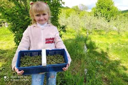 Із цих соснових шишок, які назбирала Каріна, бабуся Леся приготує смачне лікувальне варення і настоянку. Фото Сергія ВИВІРКИ.