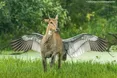 Звірі змушують нас усміхатися