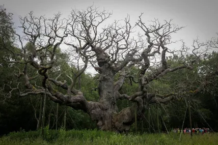 Фото: Королівське товариство охорони птахів
