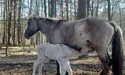 Дикі коні освоїлися серед людей