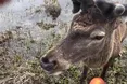 Через місяць травмований олень Борис знайшовся!