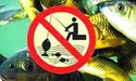 Де ловити рибу у нерестову пору на Львівщині
