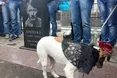Біля посольства Росії в Києві встановили "пам'ятну дошку" Путіну