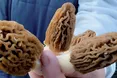 До великоднього столу приготує ще й гриби-сморжі