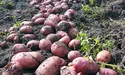 Картопля родить у працьовитих і передбачливих