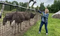 «Самки нанесли страусу 12−15 яєць, а він, дурень, сидить на тих яйцях. А самки собі гуляють»