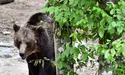 Як на Хмельниччині лікують ведмедів