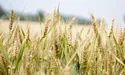 Під час продажу пшениці Україну грабують двічі: розслідування