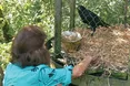 Своїй господині крук зізнається у коханні: «О'кей, Люба! Ай лав ю!»