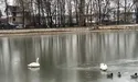 «Лебедя-забіяку забрали з Левандівського озера… Привезли — чемного птаха»