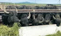 На фермі панує матріархат, але кожен буйвол має свій «гарем»