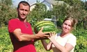 Херсонські кавуни «переїхали» на Прикарпаття