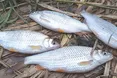Вересень зазвичай щедро ділиться живим сріблом своїх водойм