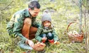Гриби слід уміти не лише збирати, а й споживати