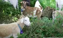 Замість кіс "застосували" кіз