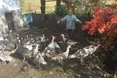 Після розголосу «Високого Замку» злодії підкинули селянам з Тернопільщини вкрадених індиків