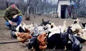 Учасник бойових дій розвиває власне господарство