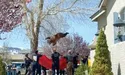 Ведмідь гепнувся з дерева, як стигла груша…