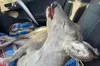 Поблизу Львова водій збив ймовірно вагітну козулю й залишив її на трасі