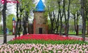 Три мільйони тюльпанів: Дендропарк у Кропивницькому готується до традиційного Фестивалю тюльпанів