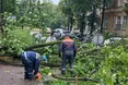 У Львові через негоду дерево впало на контактну мережу: змінено рух тролейбусів