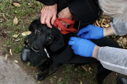 06.07.2026, 15:30				


									У Брюховичах безкоштовно вакцинуватимуть домашніх тварин від сказу							

										У четвер, 9 липня, у Брюховичах проведуть безкоштовну вакцинацію домашніх тварин від сказу. Виїзний пункт працюватиме з 16:00 до 