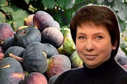 Італійський інжир переселився в Україну