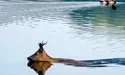 По тернопільському «морю» козулі плавають як кораблі