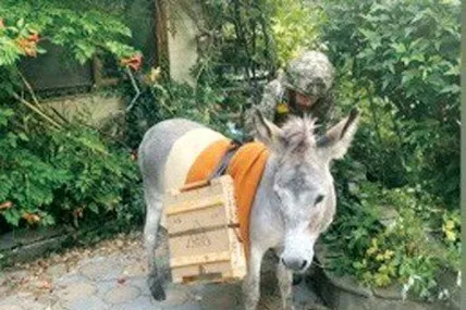 Віслюк Хаймерс допомагав нашим воїнам бити ворога. Фото з відкритих джерел